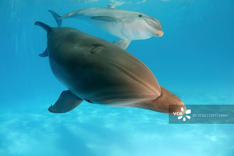 欧洲乌克兰敖德萨海豚馆中的宽吻海豚图片素材