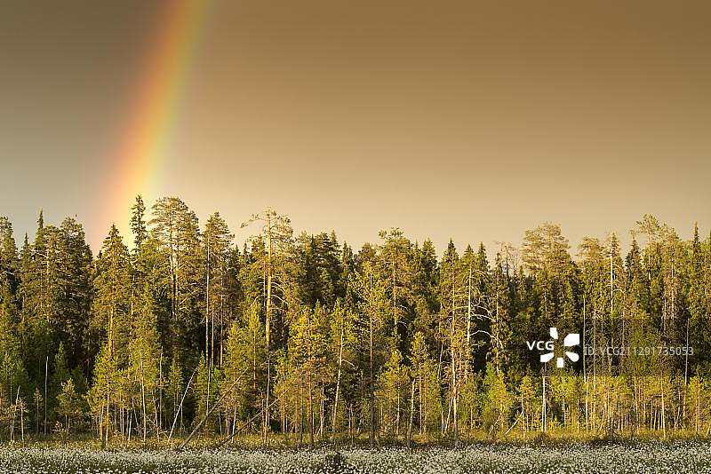 芬兰卡累利阿森林上空的彩虹图片素材