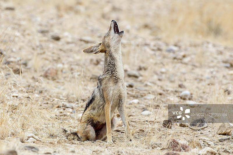 嚎叫的黑背胡狼（纳米比亚库内内地区卡科兰，非洲）图片素材