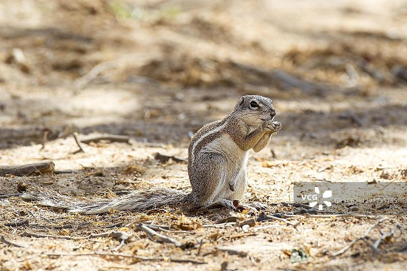 非洲纳米比亚普罗斯地区的开普地松鼠图片素材