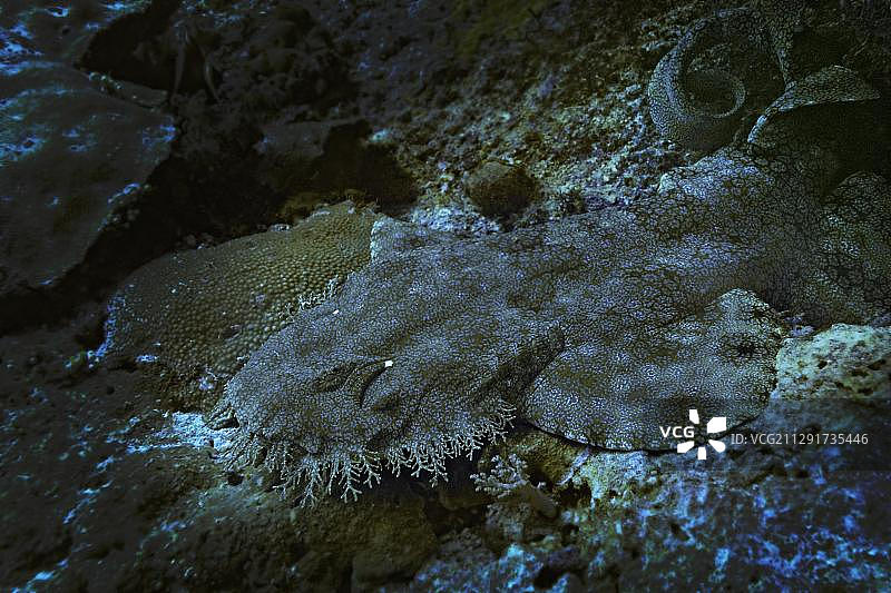 缨须鲨，拉贾安帕特群岛，西巴布亚，印度尼西亚，亚洲图片素材