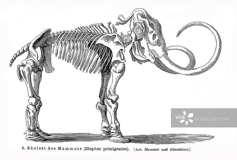 猛犸象（Elephas primigenius）骨骼，1897年迈耶百科全书图片素材
