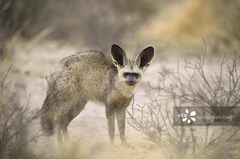 非洲博茨瓦纳西北区萨武特的蝙蝠耳廓狐图片素材