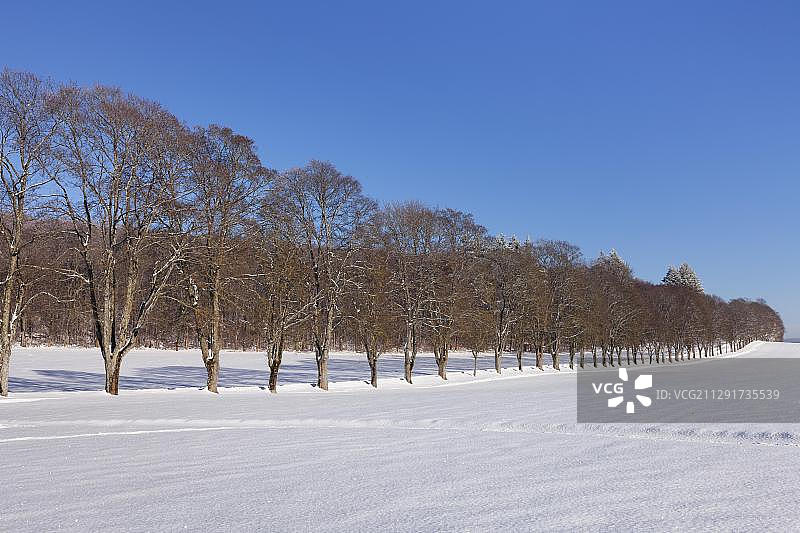 冬季的林荫大道，位于德国巴登-符腾堡州的施瓦本汝山图片素材