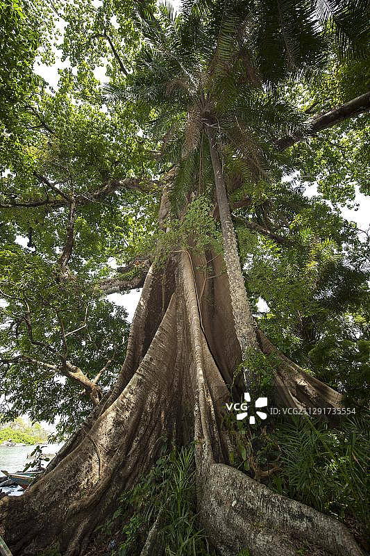 带有板根的树木，位于塞拉利昂香蕉群岛图片素材