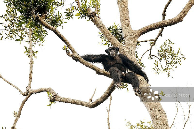 非洲塞拉利昂的黑猩猩图片素材