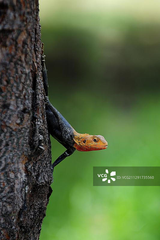 非洲塞拉利昂普通蜥蜴图片素材