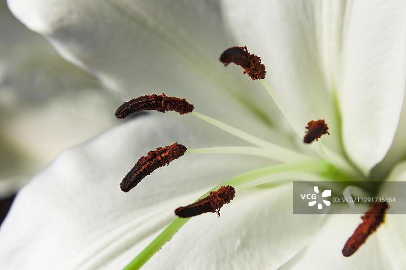白色亚洲百合花（花蕊特写）图片素材