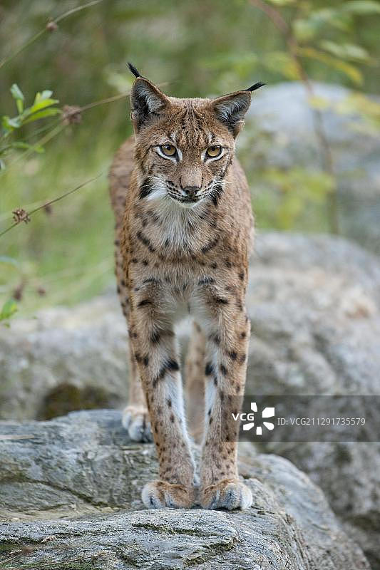 站在岩石上的欧亚猞猁图片素材