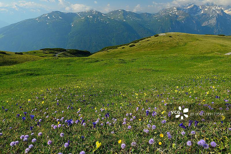 奥地利蒂罗尔州斯图拜阿尔卑斯山，山前盛开野花的草甸图片素材