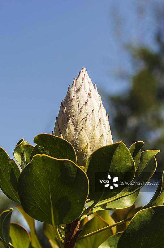 帝王花（Protea cynaroides），花苞，拉戈梅拉岛，加那利群岛，西班牙，欧洲图片素材