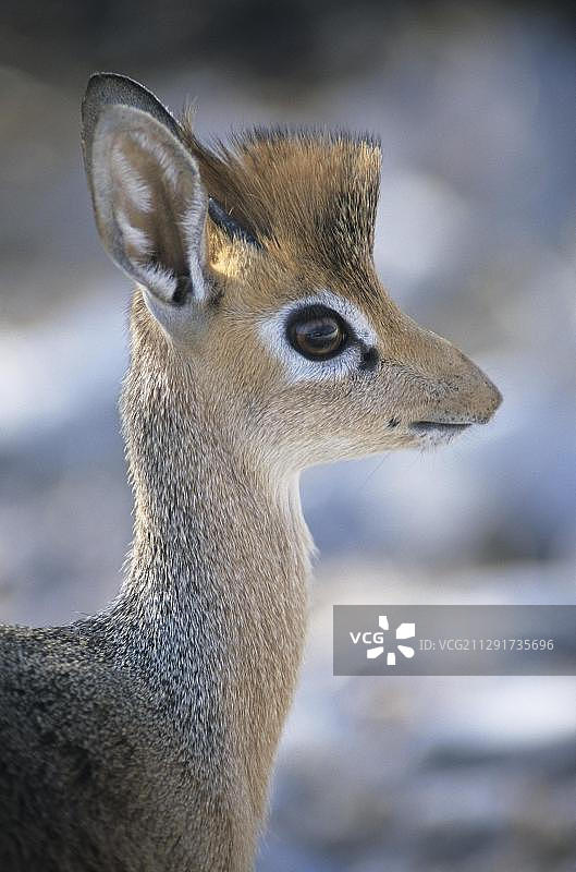 柯氏小羚羊，埃托沙国家公园，纳米比亚，非洲图片素材