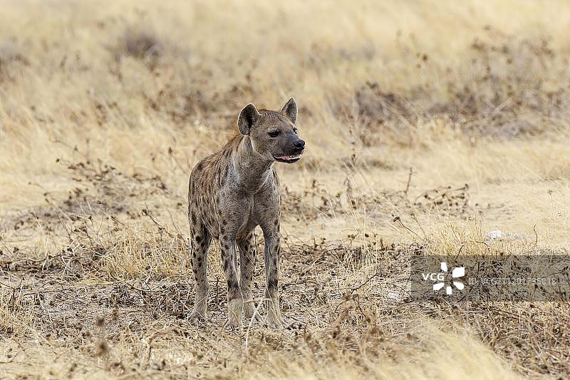 纳米比亚埃托沙国家公园的斑鬣狗图片素材