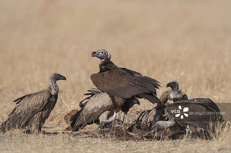 博茨瓦纳西北区：皱脸秃鹫和 Cape 秃鹫在食用动物尸体图片素材