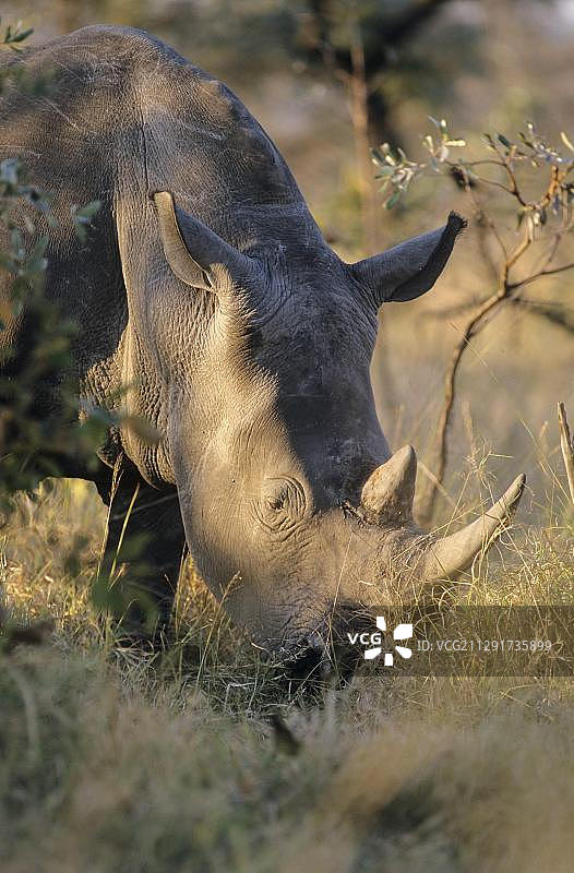 白犀牛，南非姆库兹禁猎区图片素材