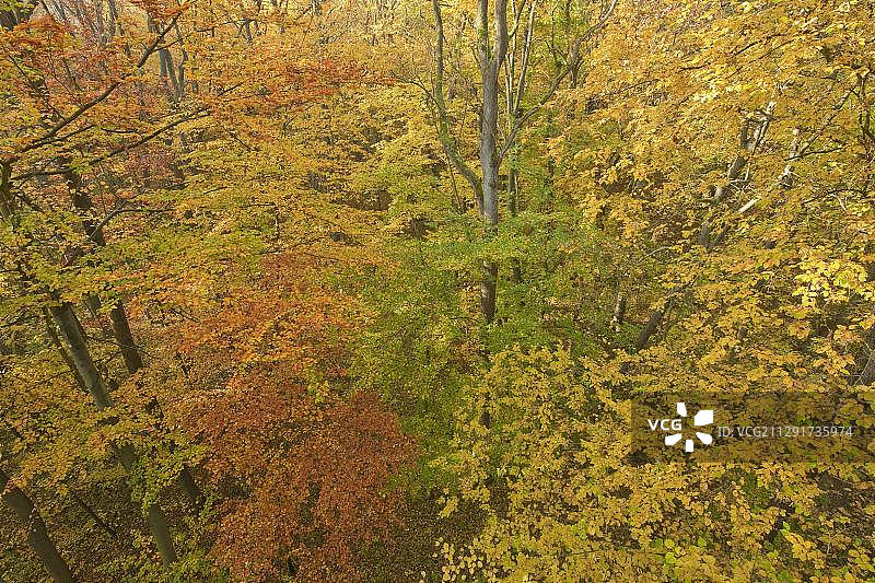 德国图林根州海尼希国家公园秋日山毛榉森林图片素材