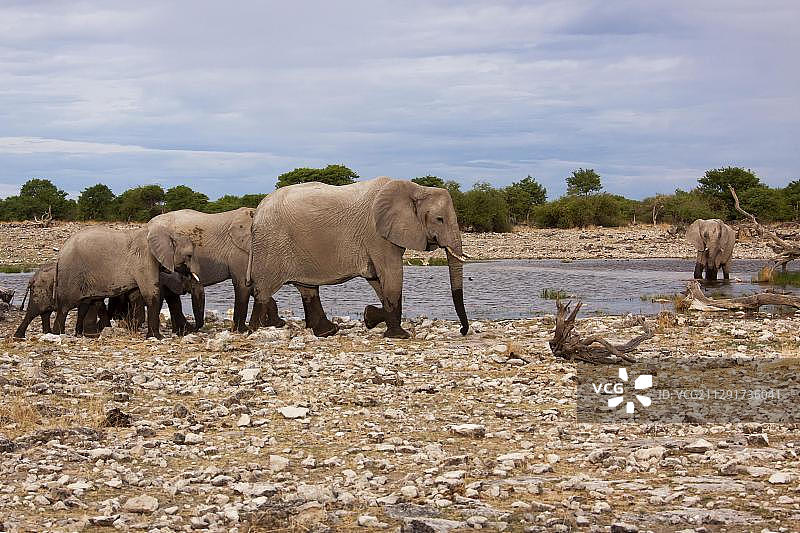非洲纳米比亚埃托沙国家公园水坑边的非洲象群图片素材