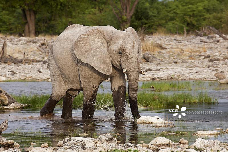 在埃托沙国家公园水坑边的非洲象图片素材