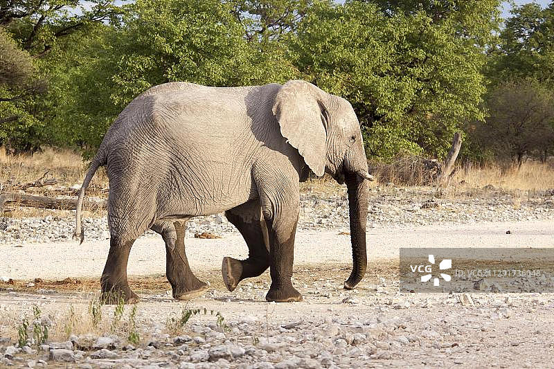 非洲象，纳米比亚埃托沙国家公园图片素材