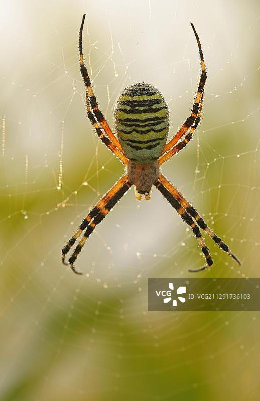 条纹花蛛，德国黑森图片素材