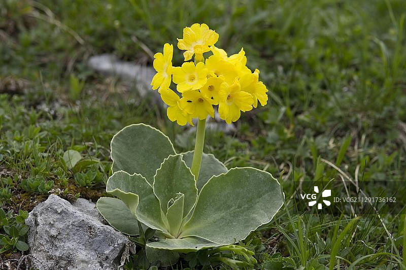 熊耳花，奥地利石灰石阿尔卑斯国家公园图片素材
