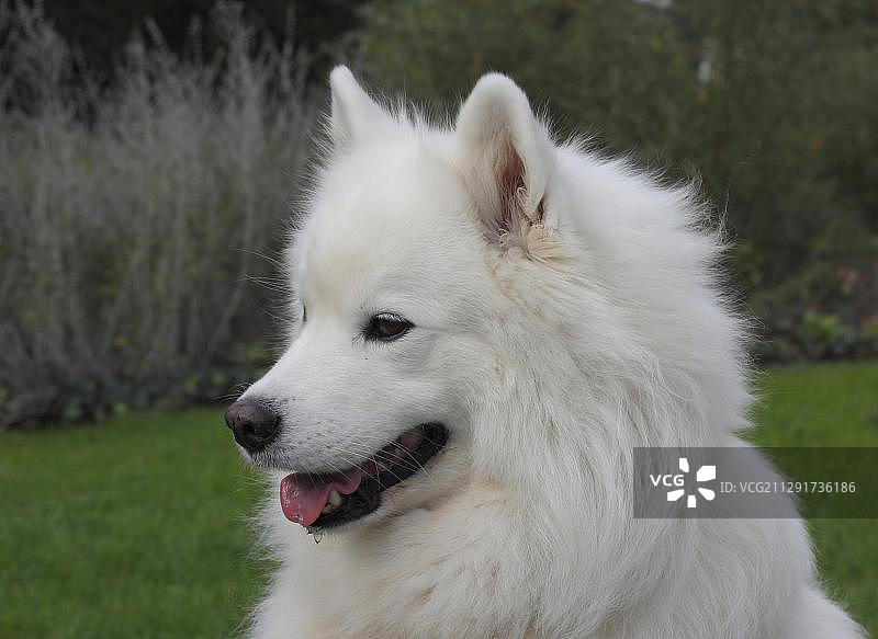 萨莫耶德人的狗图片素材