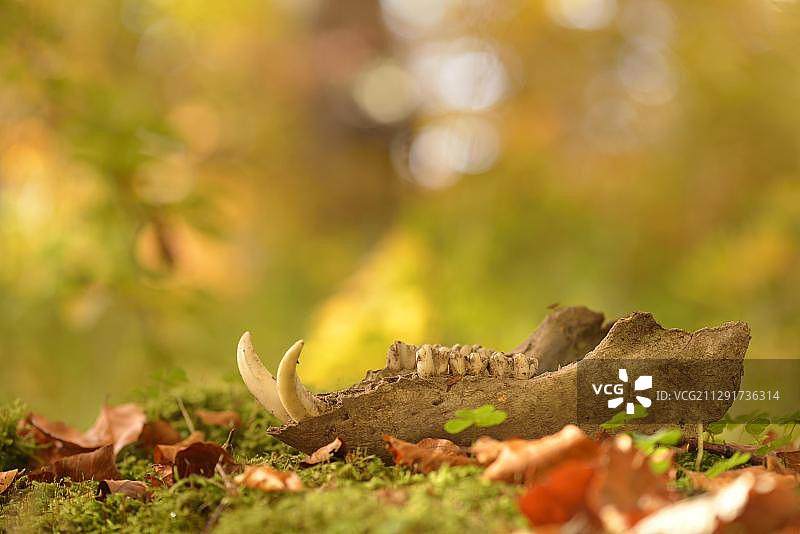 躺在森林地面的野猪下颌骨，德国，欧洲图片素材