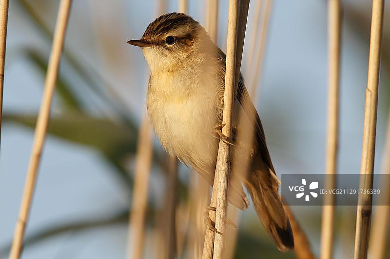 欧洲德国下萨克森的Sedge莺图片素材