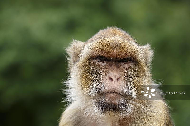 动物园内的巴巴里猕猴（德国图林根）图片素材