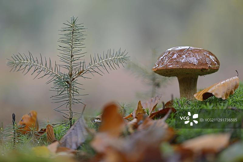 褐绒盖牛肝菌，德国下萨克森州图片素材