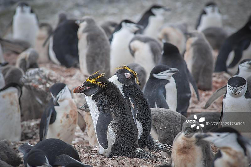 一对长冠企鹅在南极洲利文斯顿岛的帽带企鹅群中繁殖图片素材