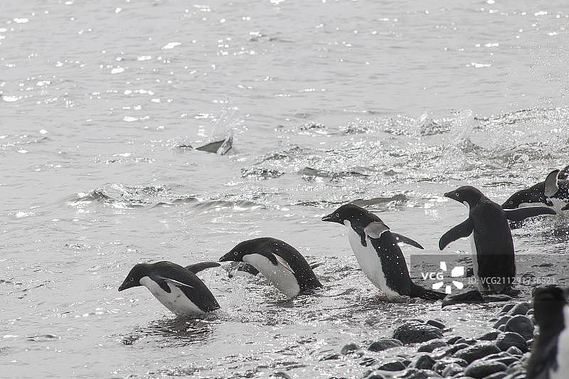 进入南极半岛保莱岛海域的阿德利企鹅图片素材