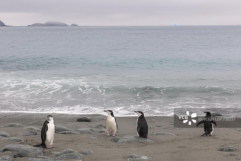 帽带企鹅，南奥克尼群岛，南极洲奥卡达斯南极站图片素材