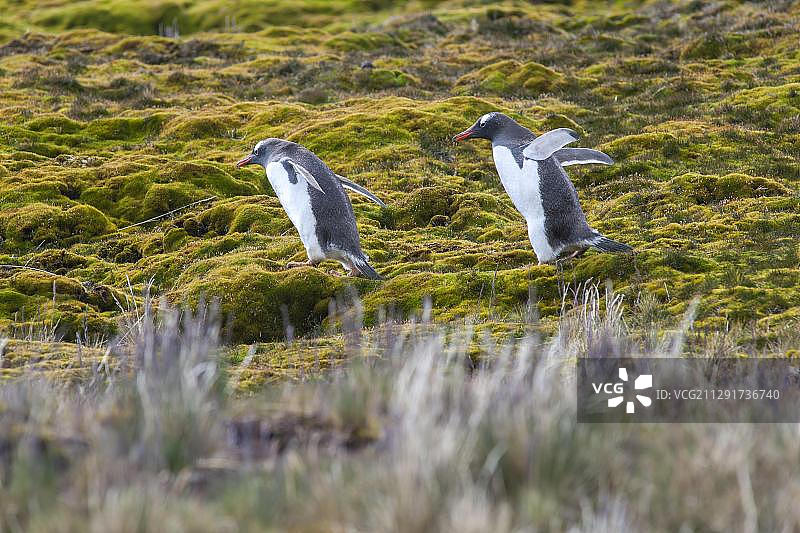 南乔治亚和南桑威奇群岛的巴布亚企鹅图片素材