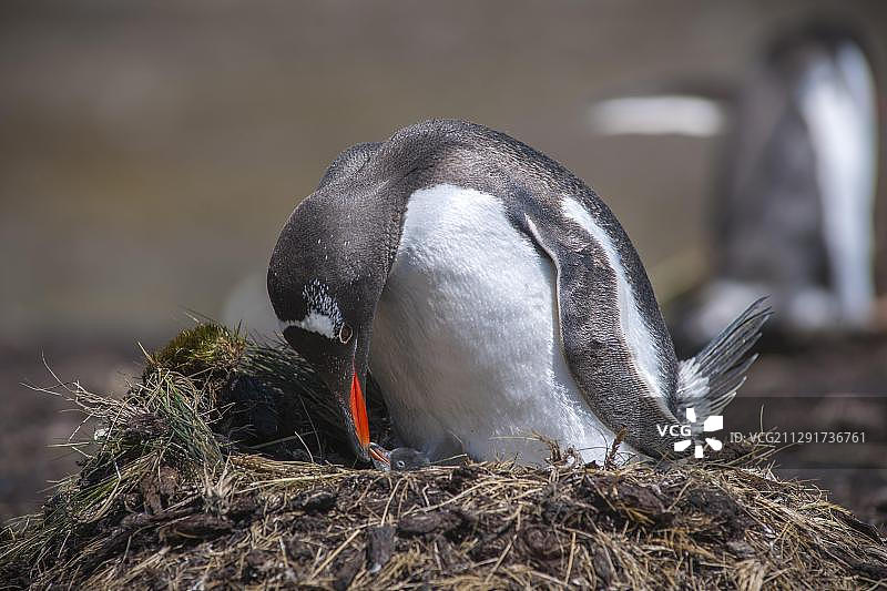 巴布亚企鹅（Pygoscelis papua）与幼鸟在巢穴，南乔治亚和南桑威奇群岛，英国海外领土，南极洲图片素材