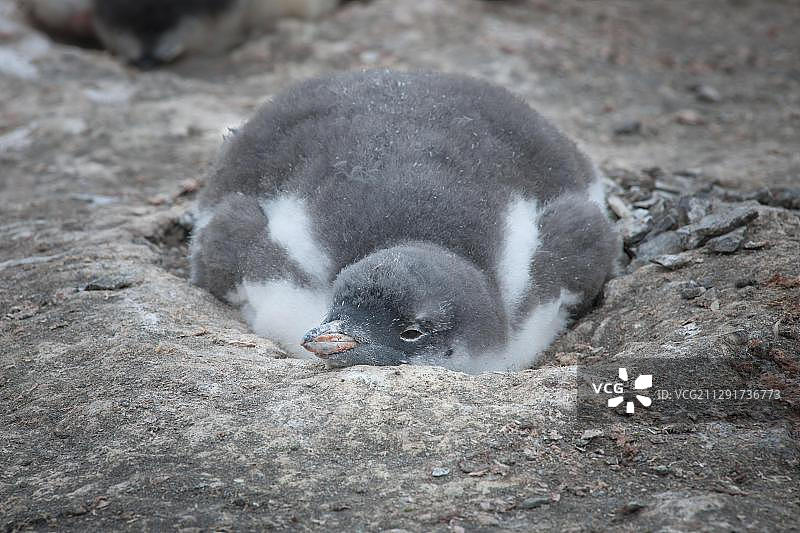 南极洲南设得兰群岛利文斯顿岛汉娜角，巢中的巴布亚企鹅幼崽图片素材