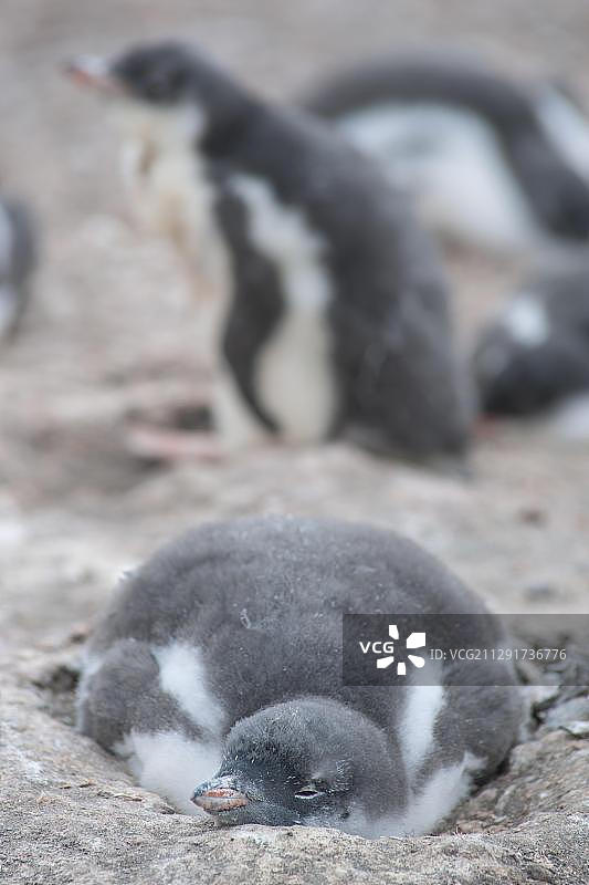 南极洲南设得兰群岛利文斯顿岛汉娜角，巢中的巴布亚企鹅幼崽图片素材