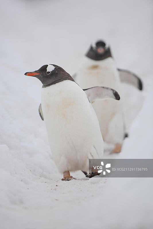 巴布亚企鹅，利文斯顿岛沃克湾，南设得兰群岛，南极洲图片素材