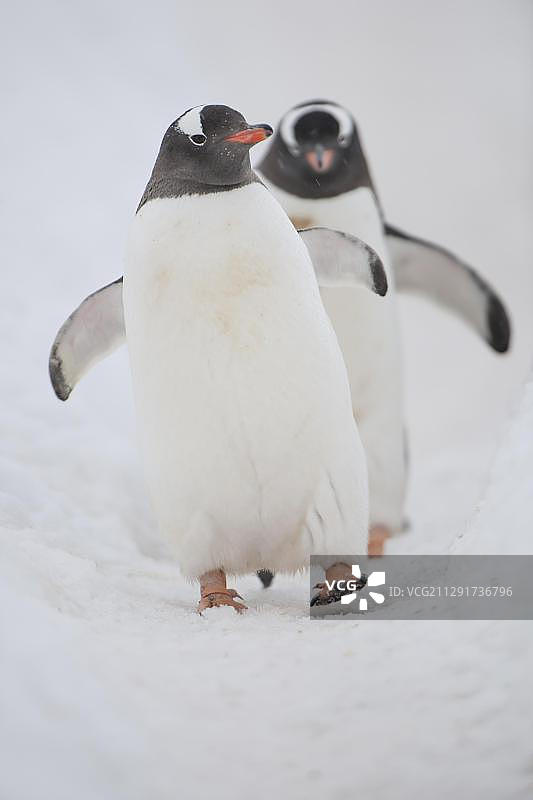 巴布亚企鹅，利文斯顿岛沃克湾，南设得兰群岛，南极洲图片素材