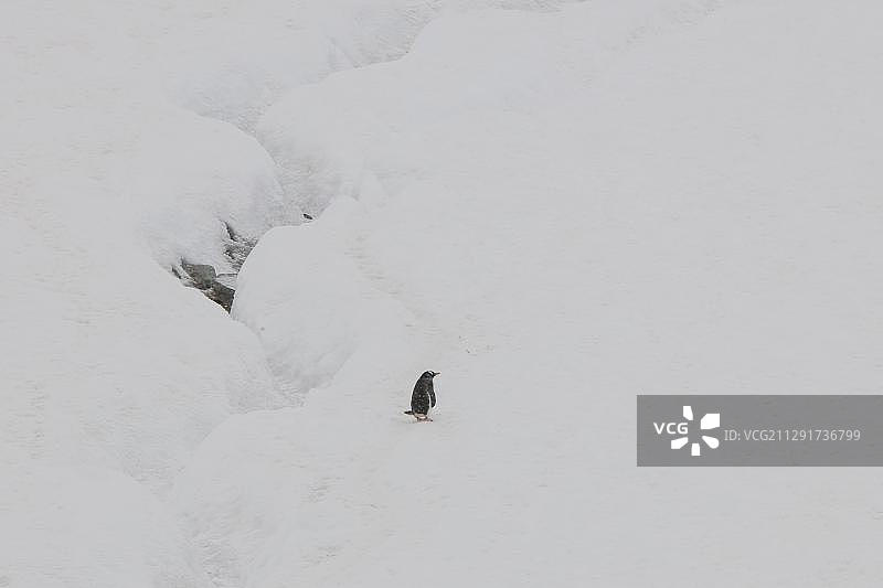 南极洲南设得兰群岛利文斯顿岛沃克湾的巴布亚企鹅图片素材