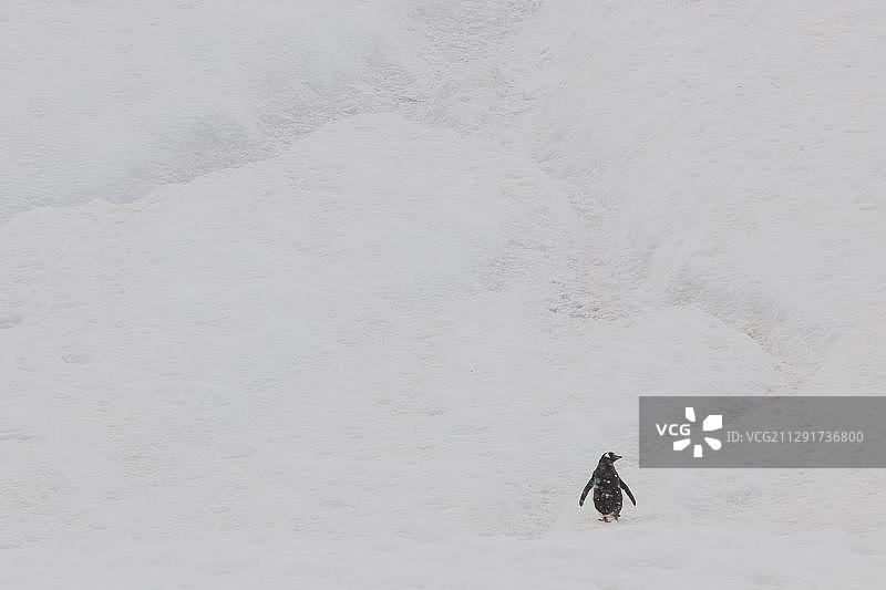 南极洲南设得兰群岛利文斯顿岛沃克湾的巴布亚企鹅图片素材