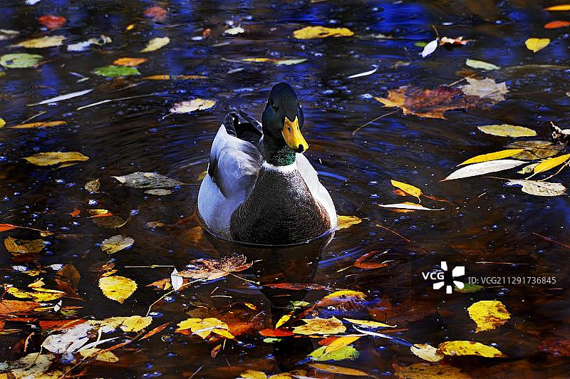 绿头鸭，雄性，巴伐利亚，德国，欧洲图片素材