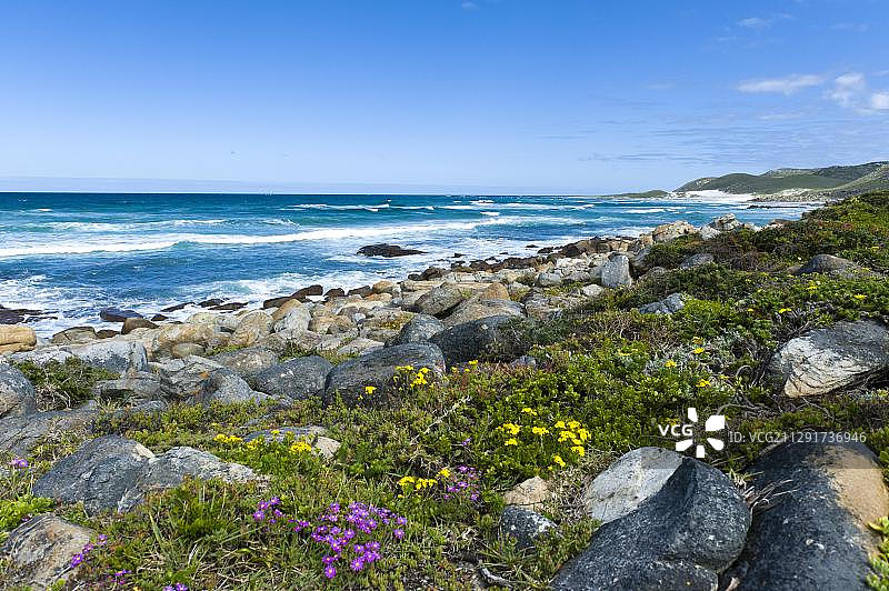 南非好望角自然保护区野花海岸线图片素材
