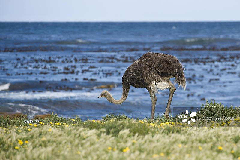 普通鸵鸟（Struthio camelus），雌性，好望角自然保护区，南非西开普省图片素材