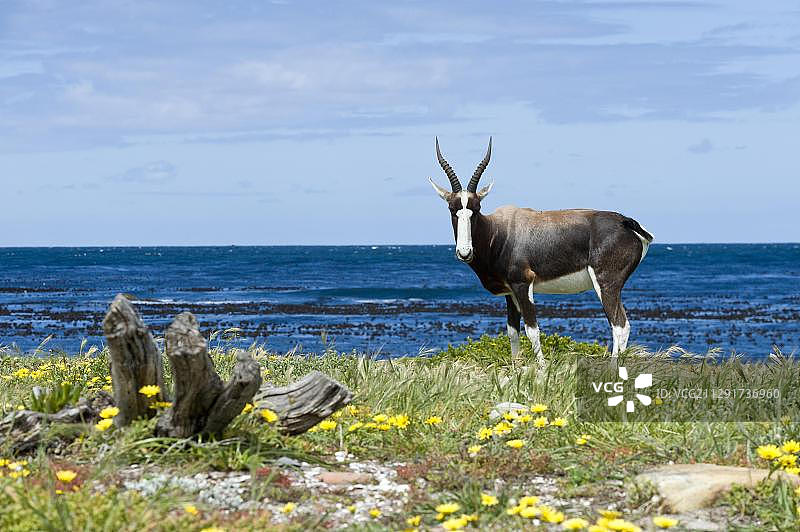 非洲南非西开普省好望角自然保护区的白背羚图片素材