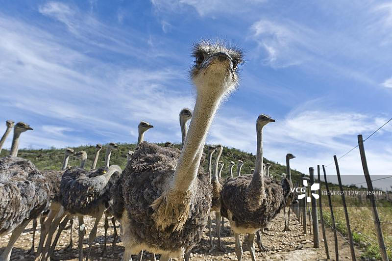 南非西开普省奥茨胡恩的商业鸵鸟养殖场中的鸵鸟图片素材