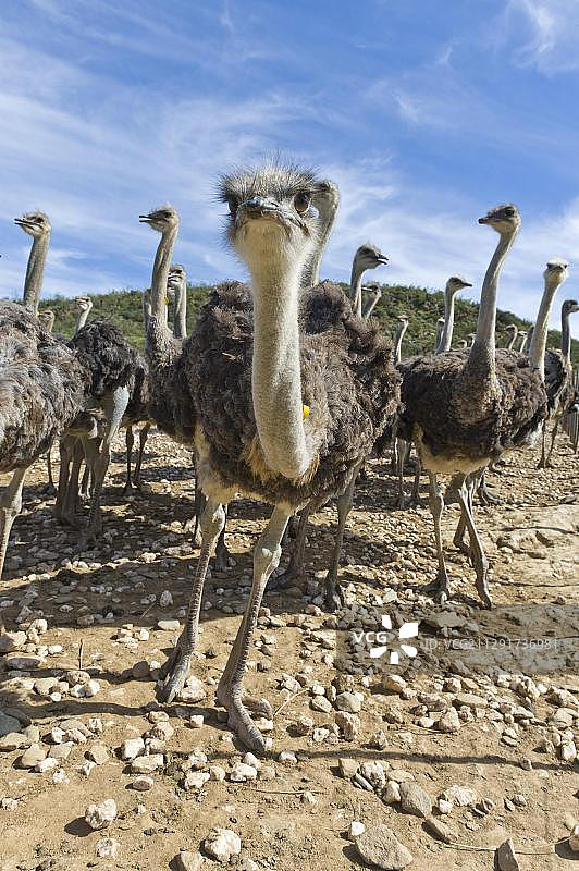 南非西开普省奥茨胡恩的商业鸵鸟养殖场中的鸵鸟图片素材