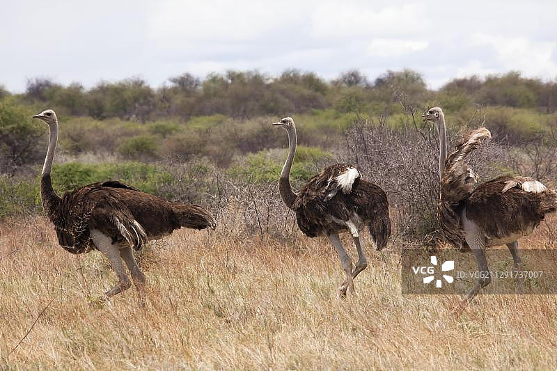 鸵鸟，纳米比亚埃托沙国家公园，非洲图片素材