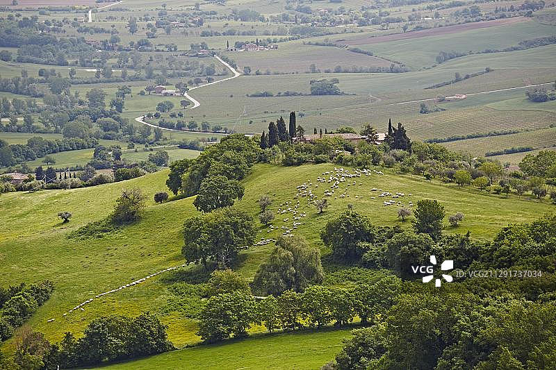 意大利托斯卡纳蒙特福洛尼科锡耶纳乡村的绵羊丘陵景观图片素材