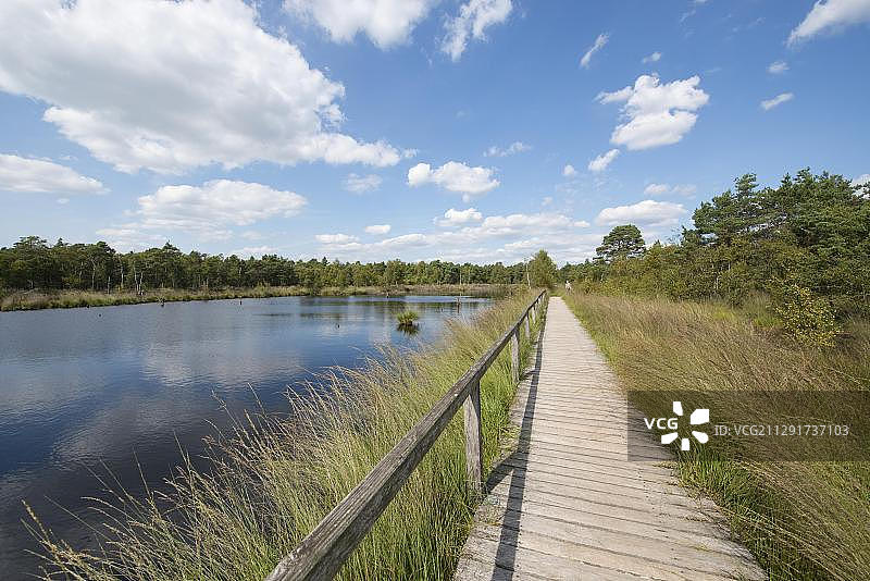 穿过皮茨莫尔泥炭地的木板路（吕讷堡石楠自然保护区，施内费尔丁根，下萨克森州，德国，欧洲）图片素材